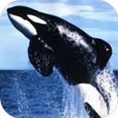 Whale wallpaper APK