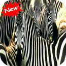 Zebra APK