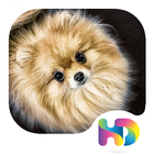 HD Launcher - Pomeranian Dog Live Wallpaper أيقونة