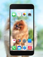 HD Launcher - Pomeranian Dog Live Wallpaper imagem de tela 1