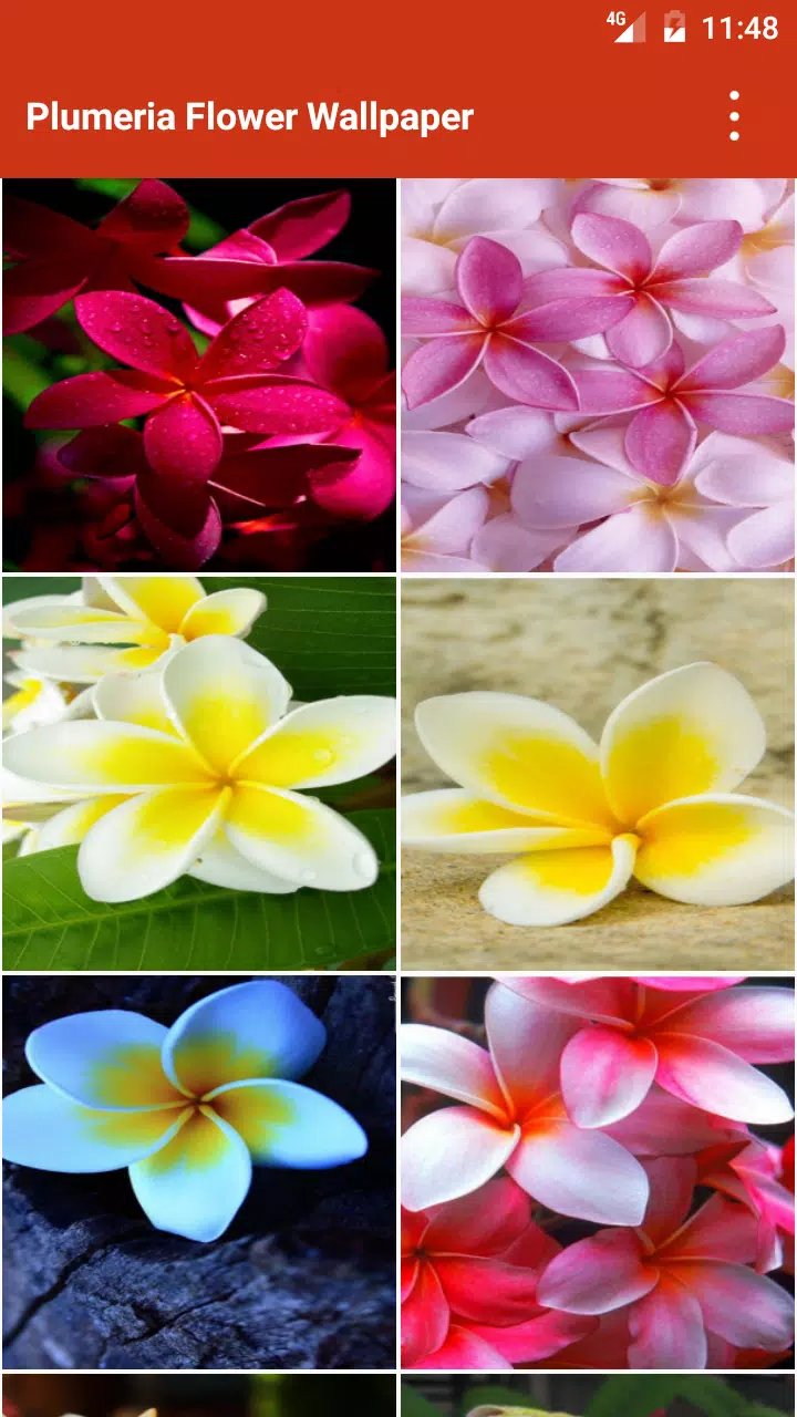 Plumeria Flower Wallpapers APK for Android Download