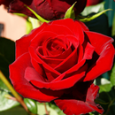 LWP Roses Rouges APK