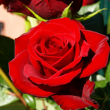LWP Roses Rouges icône