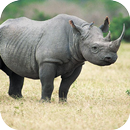 Rhino Wallpapers APK