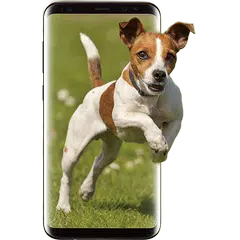 Running Dog Live Wallpaper