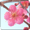 Sakura Flower Live Wallpaper APK