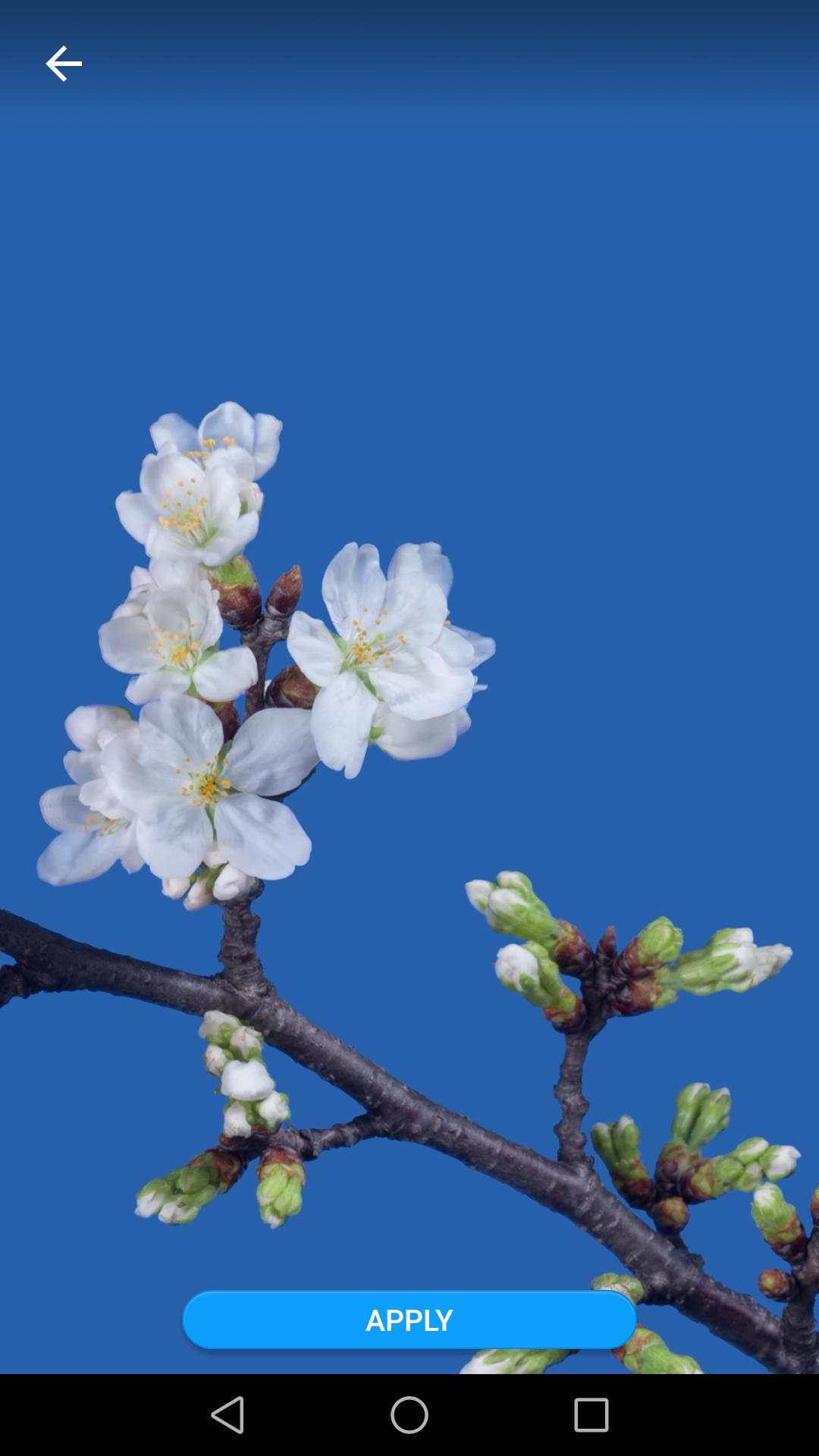 Sakura Flower Live Wallpaper gratis for Android - APK Download