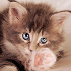 Lovely Cats Cute Wallpaper icon