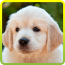 My Little Dogs Jigsaw Puzzle APK