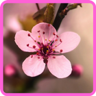 Photo Frame Sakura Flower आइकन