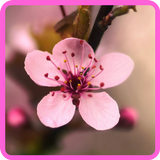 Photo Frame Sakura Flower biểu tượng