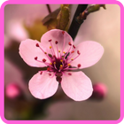 Photo Frame Sakura Flower أيقونة