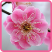 ”Sakura Flower Wallpaper HD