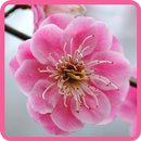 Sakura Flower Wallpaper HD APK