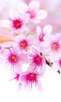 Sakura Flower Wallpaper HD Affiche