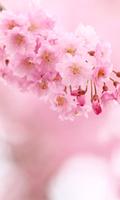 Sakura Flower Wallpaper HD スクリーンショット 2