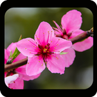 Sakura Flower Live Wallpaper icon