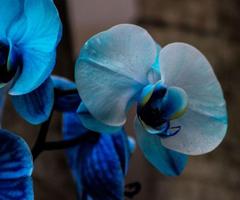 Orchid Flower Wallpaper Cartaz