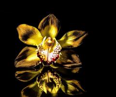 1 Schermata Orchid Flower Wallpaper