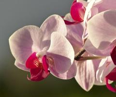 Orchid Flower Wallpaper اسکرین شاٹ 2