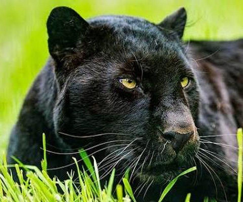Black Panther HD Wallpaper APK pour Android Télécharger Black Panther HD Wallpaper APK pour Android Télécharger