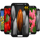 Tulip Flower Wallpaper biểu tượng