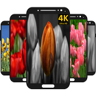 Tulip Flower Wallpaper ikona