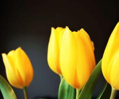 Tulip Flower Wallpaper पोस्टर