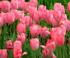 Tulip Flower Wallpaper ภาพหน้าจอ 2