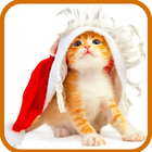 Funny Cats Live Wallpaper icône