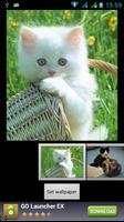 재미 있은 고양이 라이브 배경 화면 포스터