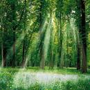 FOREST WALLPAPERS APK