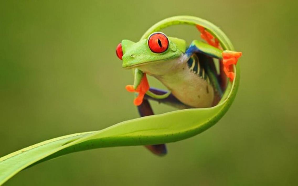frog plac zbawiciela torrent frog plac zbawiciela torrent