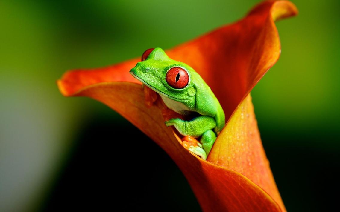 Frog Wallpaper for Android - APK Download