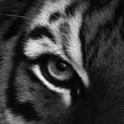 Tiger Wallpapers HD أيقونة