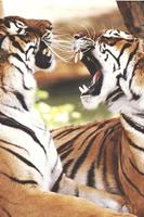 برنامه‌نما Tiger Wallpapers HD عکس از صفحه