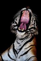 Tiger Wallpapers HD imagem de tela 1