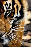Tiger Wallpapers HD 스크린샷 2