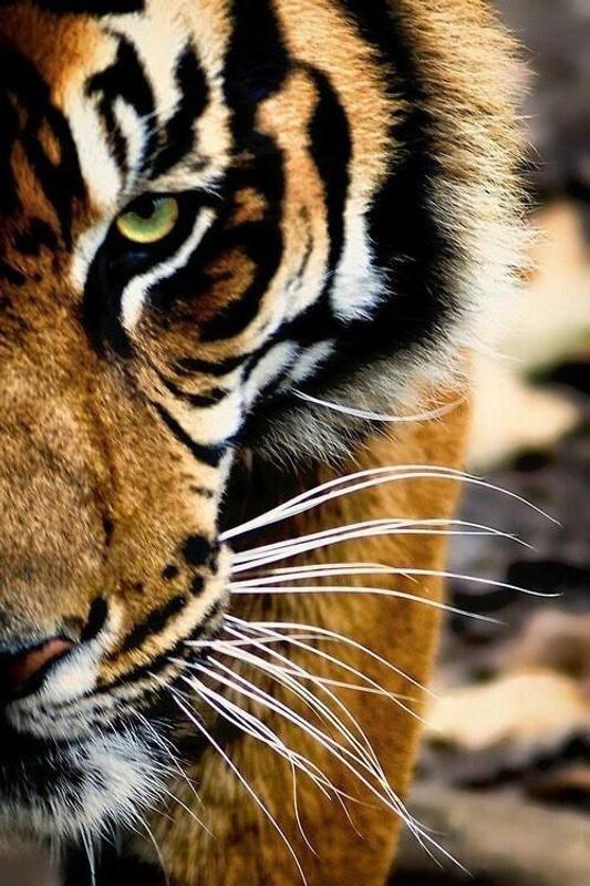  Tiger  Wallpapers  HD  for Android  APK Download