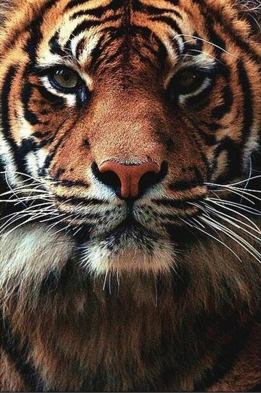  Tiger  Wallpapers  HD  for Android  APK Download