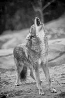 Wolf Wallpapers 스크린샷 2