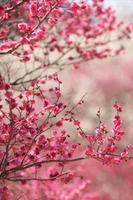 Sakura Wallpaper HD 截圖 3