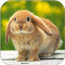 Bunny Licks Screen Wallpaper APK