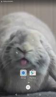 Bunny Licks Screen Wallpaper Affiche