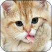”Cat Lick Screen Live Wallpaper