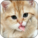Cat Lick Screen Live Wallpaper APK
