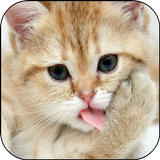 Cat Lick Screen Live Wallpaper icône