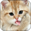 Cat Lick Screen Live Wallpaper