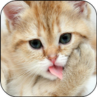 Cat Lick Screen Live Wallpaper أيقونة