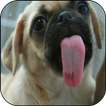 Dog Lick Screen Live Wallpaper